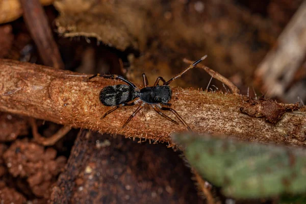 Adult Jumping Spider Genus Sarinda Mimics Carpenter Ants Genus Camponotus — Stock fotografie