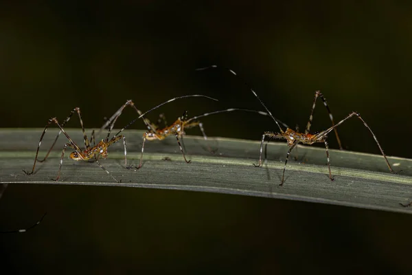 Listová Katydid Nymfa Podčeledi Phaneropterinae — Stock fotografie