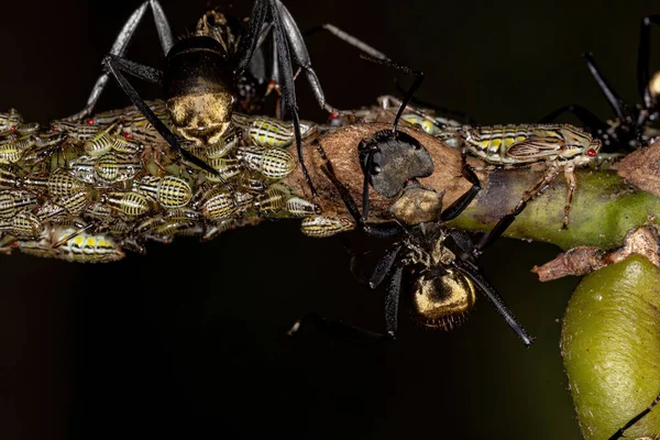 Camponotus Sericeiventris Aetalionid Treehopper Nymphs Familyasından Aetalion Reticulatum Cinsinden Dişi — Stok fotoğraf