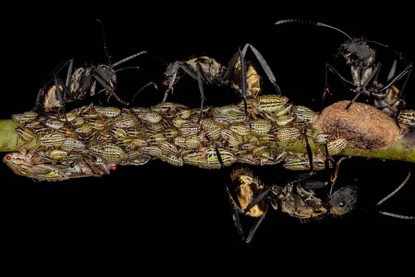 Vrouwelijke Volwassen Glinsterende Gouden Suikermier Van Soort Camponotus Sericeiventris Met — Stockfoto
