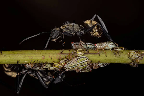 Female Adult Shimmering Golden Sugar Ant Species Camponotus Sericeiventris Aetalionid — ストック写真