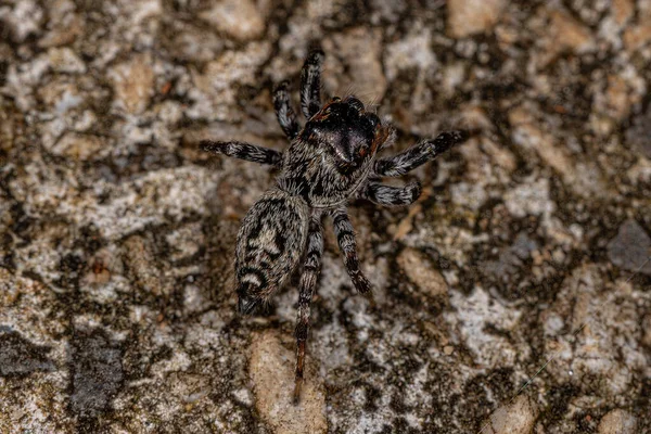 Kleine Springspinne Vom Substamm Freyina — Stockfoto