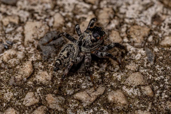 Pequeña Araña Saltadora Subtribu Freyina — Foto de Stock