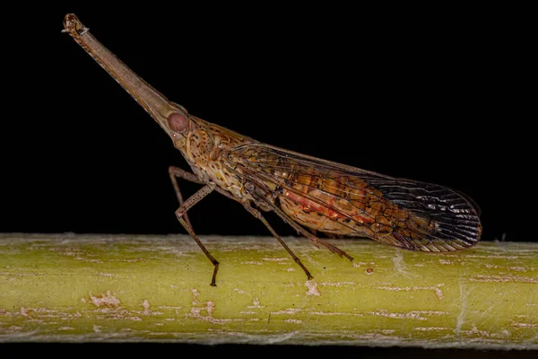 Adulto Dictyopharid Planthopper Insecto Familia Dictyopharidae Que Parece Gavial Cocodrilo —  Fotos de Stock