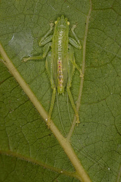 Tribe Copiphorini Common Conehead Nymph — 스톡 사진