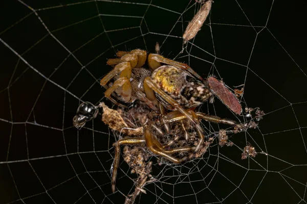 Trashline Adulti Orbweaver Spider Del Genere Cyclosa — Foto Stock