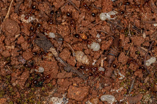 Adult Fire Μυρμήγκια Του Genus Solenopsis — Φωτογραφία Αρχείου