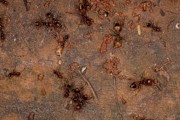 Dorosłe Mrówki Ogniste Rodzaju Solenopsis — Zdjęcie stockowe