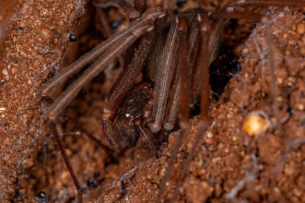 Ενηλίκων Μοναχική Αράχνη Του Genus Loxosceles — Φωτογραφία Αρχείου