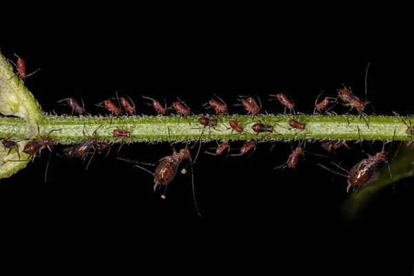Grupp Små Röda Bladlöss Familjen Aphididae — Stockfoto