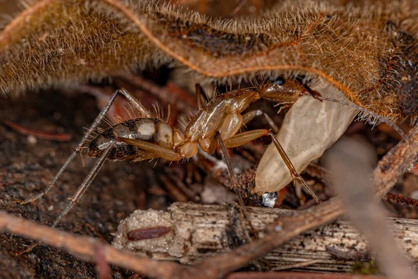 Ant Carpenter Dewasa Dari Genus Camponotus — Stok Foto