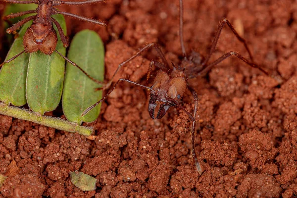 Adult Atta Leaf Cutter Ant Genus Atta — стоковое фото