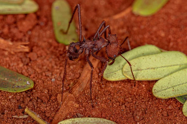 Adult Atta Leaf Cutter Ant Genus Atta — Stock Photo, Image