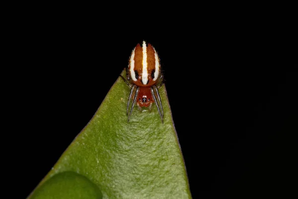 Alpaida Rubellula Fajhoz Tartozó Tipikus Orbweaver Spider — Stock Fotó