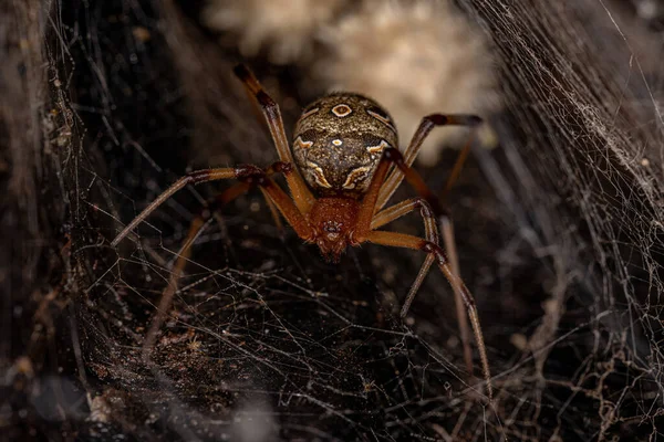 Жінка Дорослий Коричнева Вдова Павук Виду Latrodectus Geometricus — стокове фото