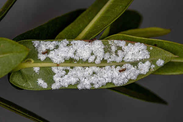 White Scale Insects of the Superfamily Coccoidea