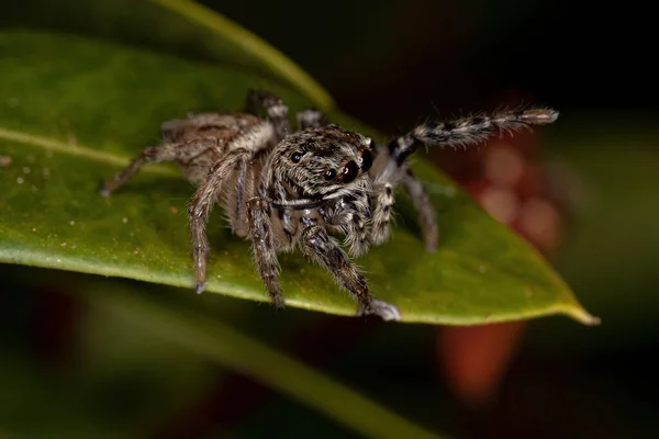 Μικρή Άλμα Αράχνη Του Genus Freya — Φωτογραφία Αρχείου