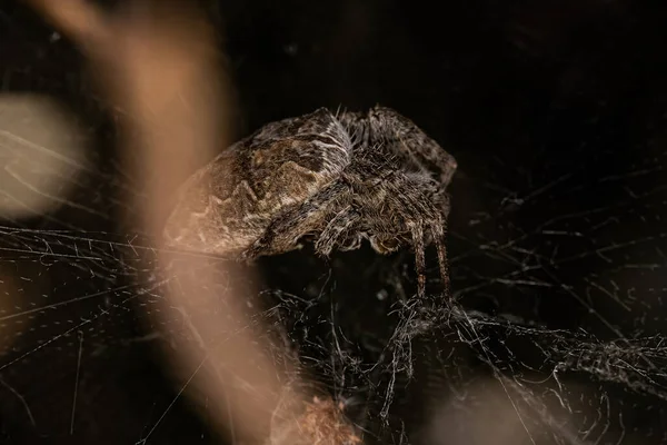 Adult Female Tropical Tent Web Spider Species Cyrtophora Citricola — Stockfoto