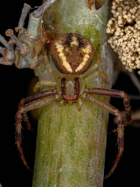 Μικρό Θηλυκό Καβούρι Αράχνη Της Οικογένειας Thomisidae — Φωτογραφία Αρχείου