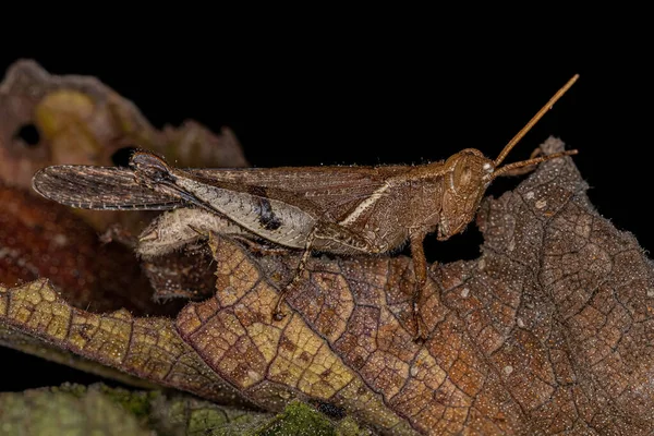 Adulto Grasshopper Chifres Curtos Tribo Abracrini — Fotografia de Stock