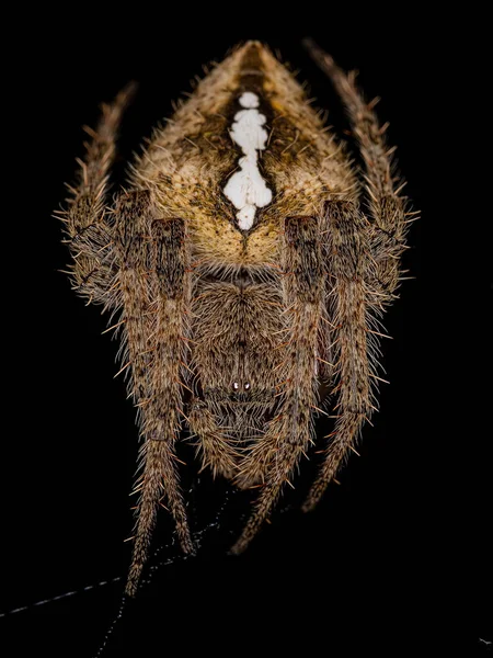Взрослая Женщина Типичный Орбткач Вида Eriophora Edax — стоковое фото