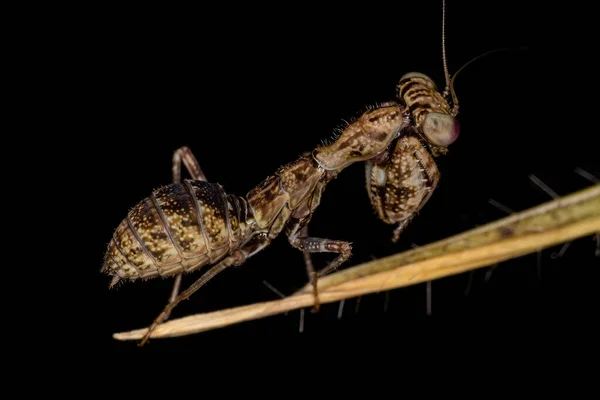 Acontistid Mantis Nymph Genus Acontista — 스톡 사진
