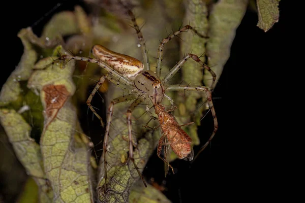 Adult Female Lynx Spider Species Peucetia Rubrolineata Fying Scentless Plant — стокове фото