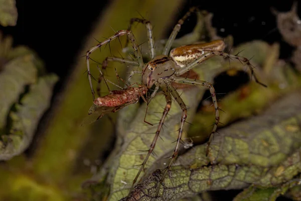 Adulto Feminino Lynx Aranha Espécie Peucetia Rubrolineata Presa Inseto Vegetal — Fotografia de Stock