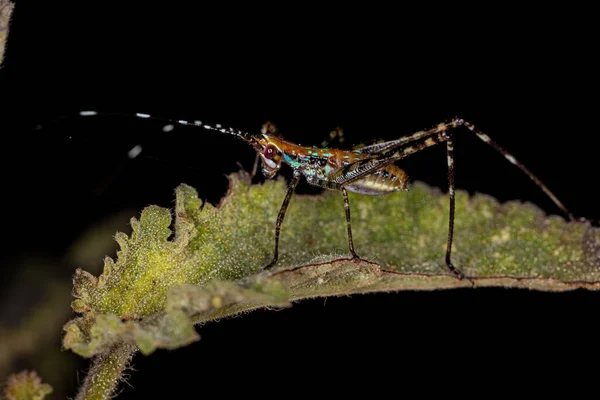 Scudderiini部落的叶子Katydid Nymph — 图库照片