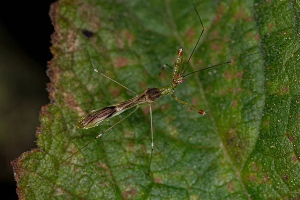 Adulter Assassin Bug Der Art Bactrodes Misionensis — Stockfoto