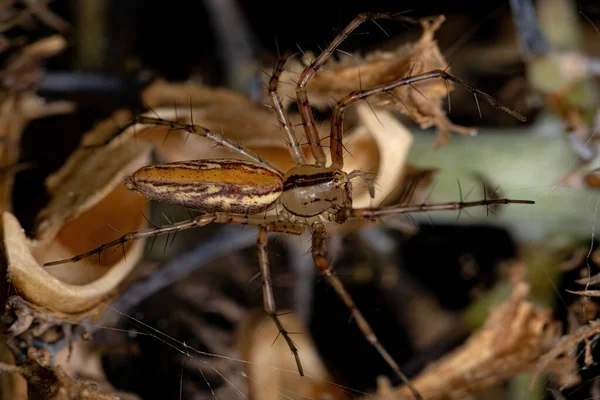 Lince Adulta Spider Della Specie Peucetia Rubrolineata — Foto Stock