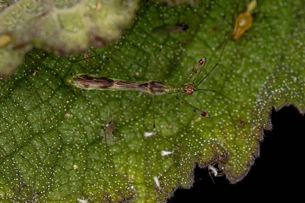 Felnőtt Assassin Bug Species Bactrodes Misionensis Faj — Stock Fotó