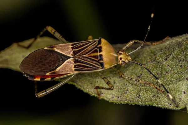 Tür Hypselonotus Fulvus Yetişkin Yaprak Ayaklı Böceği — Stok fotoğraf