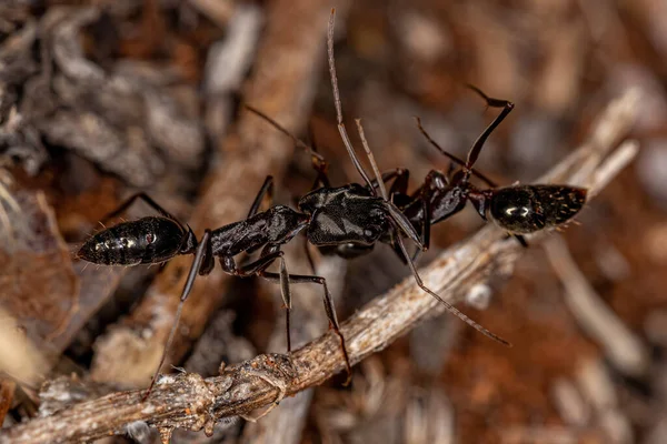 Adulte Trap Kiefer Ameise Der Gattung Odontomachus Trägt Eine Tote — Stockfoto