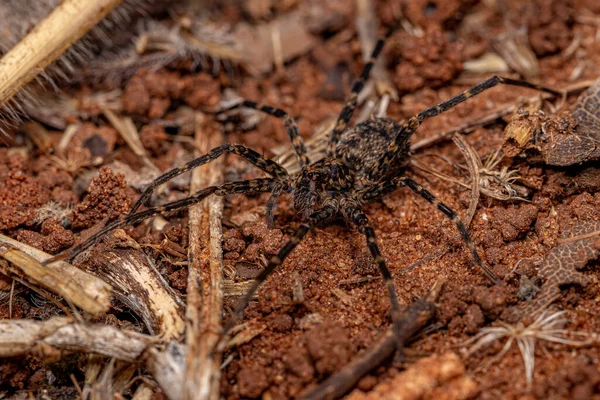 Dorosły Wędrowny Pająk Rodziny Ctenidae — Zdjęcie stockowe