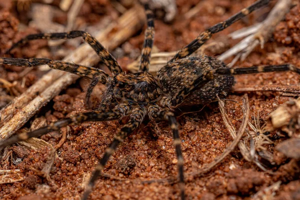 Ενηλίκων Wandering Spider Family Ctenidae — Φωτογραφία Αρχείου