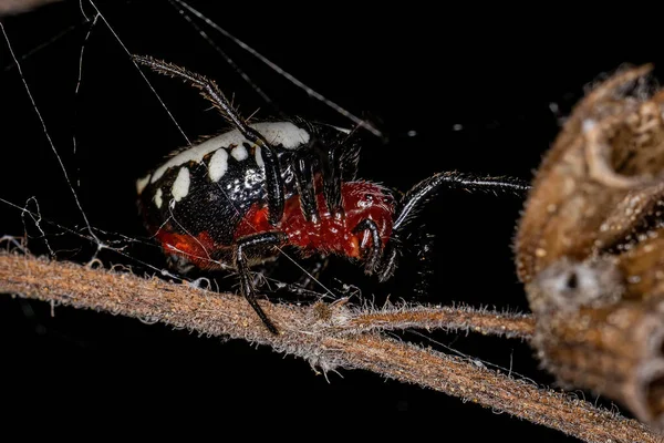 Adult Typical Orbweaver Spider Species Alpaida Rubellula — Stock Photo, Image