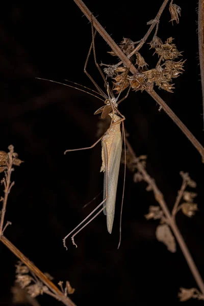 Aniarellini部落的成人Phaneropterine Katydid刚刚成熟 — 图库照片