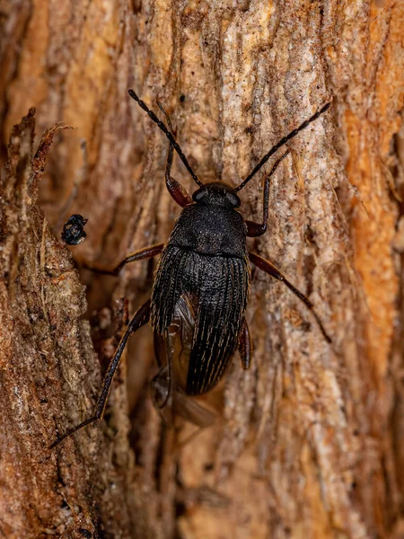 Ενηλίκων Comb Clawed Darkling Beetle Tribe Alleculini — Φωτογραφία Αρχείου