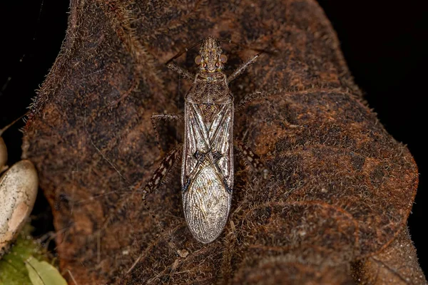 Volwassen Scentless Plant Bug Van Familie Rhopalidae — Stockfoto
