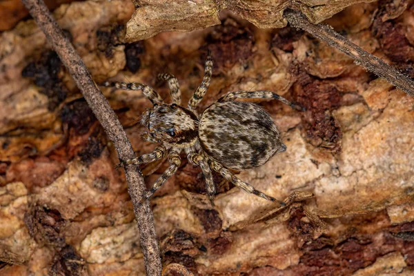 Μικρή Αράχνη Άλματος Της Φυλής Euophryini — Φωτογραφία Αρχείου