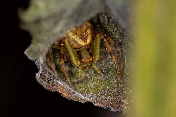 Kleine Vrouwelijke Krabspin Van Familie Thomisidae — Stockfoto