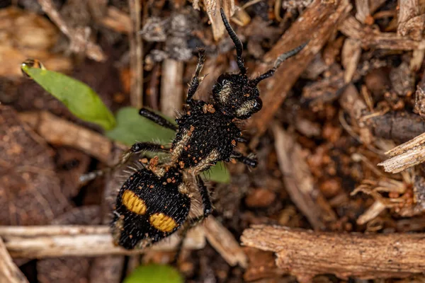 Adult Velvet Ant Роду Hoplomutilla — стокове фото