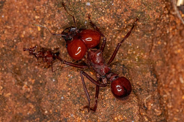 Atta Bladsnijder Ant Van Soort Atta Laevigata Met Een Kleine — Stockfoto