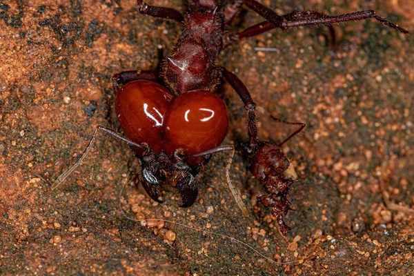 Atta Coupe Feuilles Fourmi Espèce Atta Laevigata Avec Une Petite — Photo