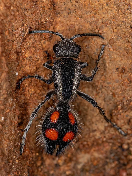 Adulto Terciopelo Hormiga Del Género Traumatomutilla —  Fotos de Stock