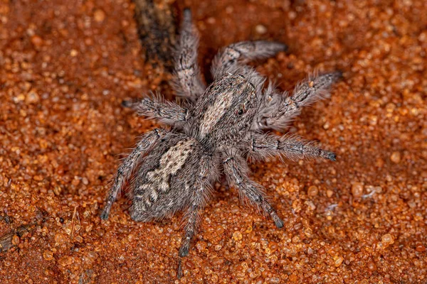 Pequena Aranha Saltitante Subtribo Freyina — Fotografia de Stock