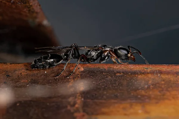 Adult Twig Queen Ant of the Genus Pseudomyrmex