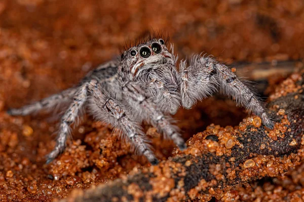Malý Skákající Pavouk Subkmene Freyina — Stock fotografie