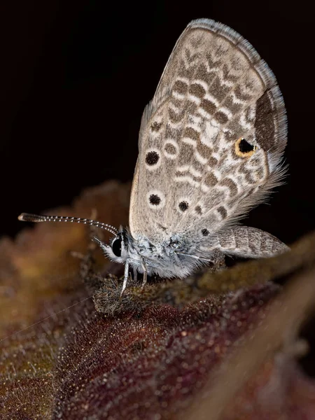 Dospělý Klystýr Drhnutí Vlasů Motýl Druhu Strymon Bubastus — Stock fotografie
